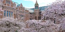 University of Washington buildings shrouded in cherry blossom trees.